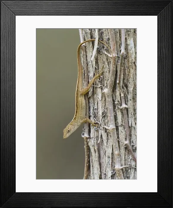 Framed Print : Florida scrub lizard, Florida scrub lizard (Sceloporus woodi) Framed Print : Florida scrub lizard, Florida scrub lizard (Sceloporus woodi)