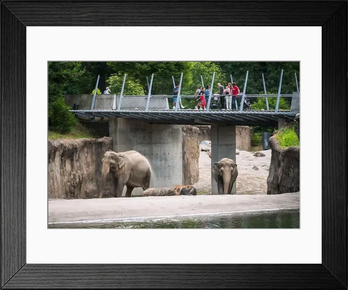 Framed Print : Elephants at the Oregon Zoo at Portland Oregon, USA Framed Print : Elephants at the Oregon Zoo at Portland Oregon, USA