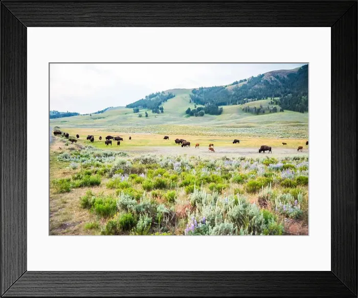 Framed Print : Bison herd grazing in the expansive Lamar Valley, Yellowstone NP Framed Print : Bison herd grazing in the expansive Lamar Valley, Yellowstone NP