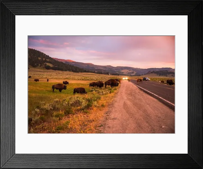 Framed Print : Bison herd grazing at dusk by the roadside in Yellowstone Framed Print : Bison herd grazing at dusk by the roadside in Yellowstone