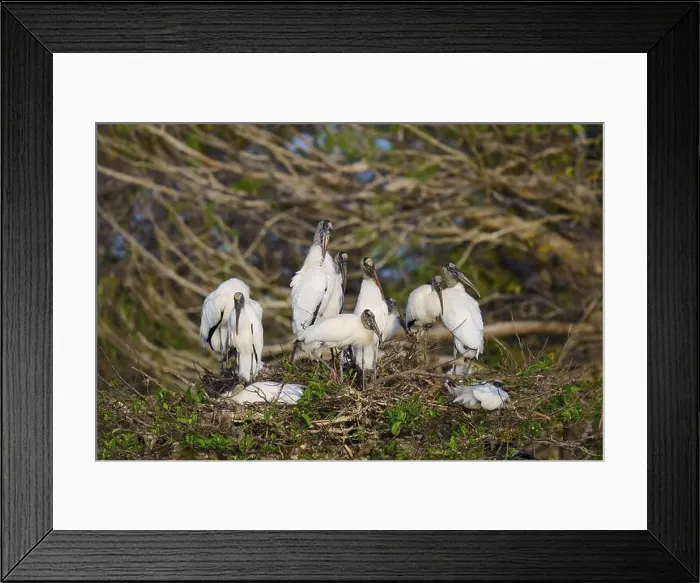 Framed Print : Wood stork (Mycteria americana), group on nest tree, Wakodahatchee Wetlands, Delray Beach, Florida, USA, North America Framed Print : Wood stork (Mycteria americana), group on nest tree, Wakodahatchee Wetlands, Delray Beach, Florida, USA, North America