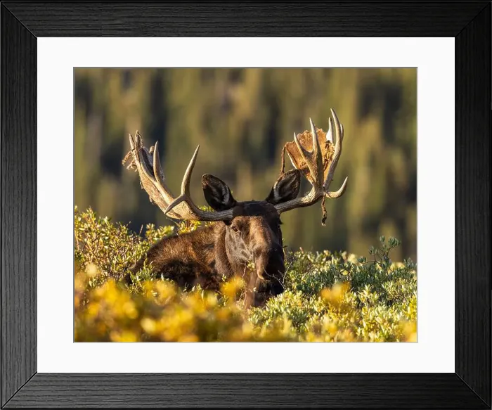Framed Print : Bull Shiras Moose - alces alces - standing above willows with leaves changing to autumn colors making eye contact Framed Print : Bull Shiras Moose - alces alces - standing above willows with leaves changing to autumn colors making eye contact