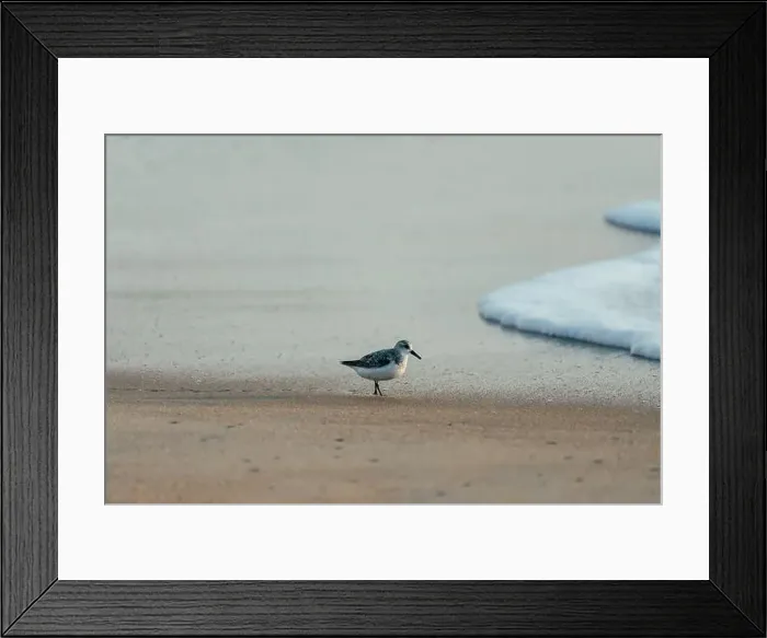 Framed Print : Sanderling walking on a Nags Head beach in the sand looking for food. Outer Banks North Carolina Framed Print : Sanderling walking on a Nags Head beach in the sand looking for food. Outer Banks North Carolina