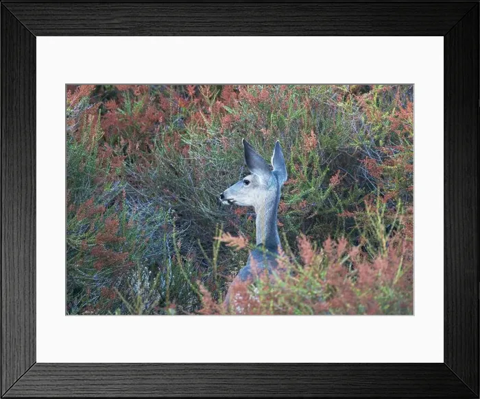 Framed Print : Mule deer warily watching at Rocky Peak Park near Simi Valley California Framed Print : Mule deer warily watching at Rocky Peak Park near Simi Valley California