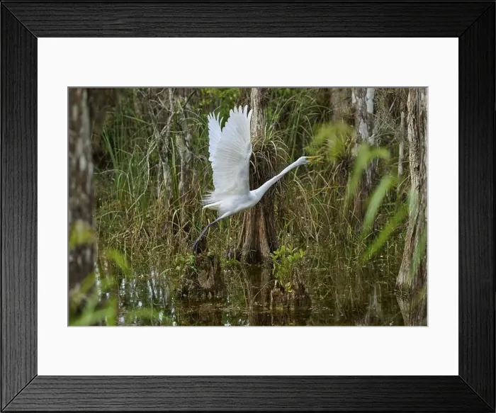 Framed Print : Great Egret (Ardea alba), in the swamp during take-off, spring, Everglades National Park, Florida, USA, North America Framed Print : Great Egret (Ardea alba), in the swamp during take-off, spring, Everglades National Park, Florida, USA, North America