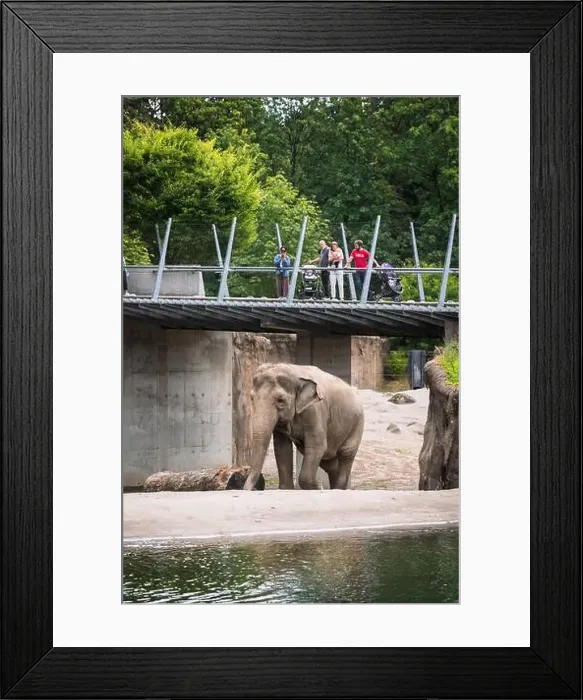 Framed Print : Elephants at the Oregon Zoo at Portland Oregon, USA Framed Print : Elephants at the Oregon Zoo at Portland Oregon, USA