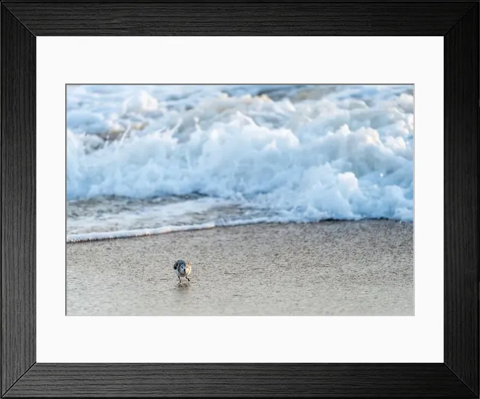 Framed Print : Sanderling bird runs away from the surf of the Atlantic Ocean, looking for food. Nags Head, North Carolina