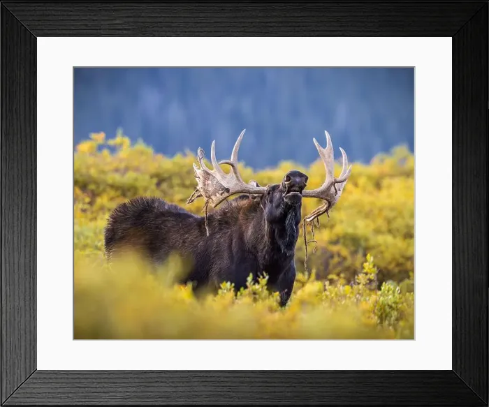 Framed Print : Bull Shiras Moose - alces alces - standing broadside in autumn changing willows giving a lip curl smelling for cows Framed Print : Bull Shiras Moose - alces alces - standing broadside in autumn changing willows giving a lip curl smelling for cows