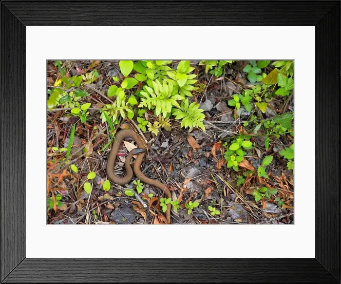 Framed Print : Close up of a red belly snake lying on the forest floor in the National Estuarine Preserve in Corolla Framed Print : Close up of a red belly snake lying on the forest floor in the National Estuarine Preserve in Corolla