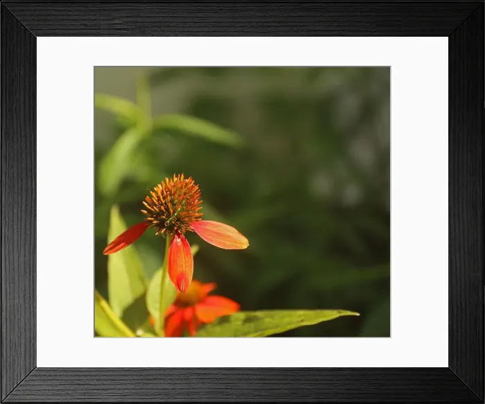 Framed Print : Close up of a Echinacea Sombrero Adobe Orange flower with three petals Framed Print : Close up of a Echinacea Sombrero Adobe Orange flower with three petals