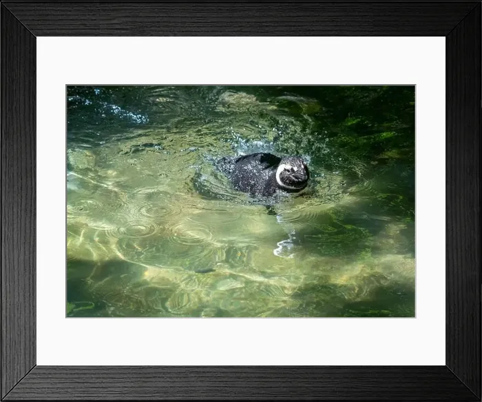 Framed Print : Tacoma Zoo, Tacoma, Washington, USA. Magellanic penguin swimming Framed Print : Tacoma Zoo, Tacoma, Washington, USA. Magellanic penguin swimming