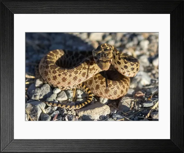 Framed Print : Pacific Gopher Snake juvenile in defensive posture Framed Print : Pacific Gopher Snake juvenile in defensive posture
