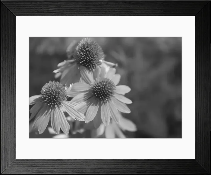 Framed Print : Blooming Echinacea Sombrero Adobe Orange flowers Framed Print : Blooming Echinacea Sombrero Adobe Orange flowers