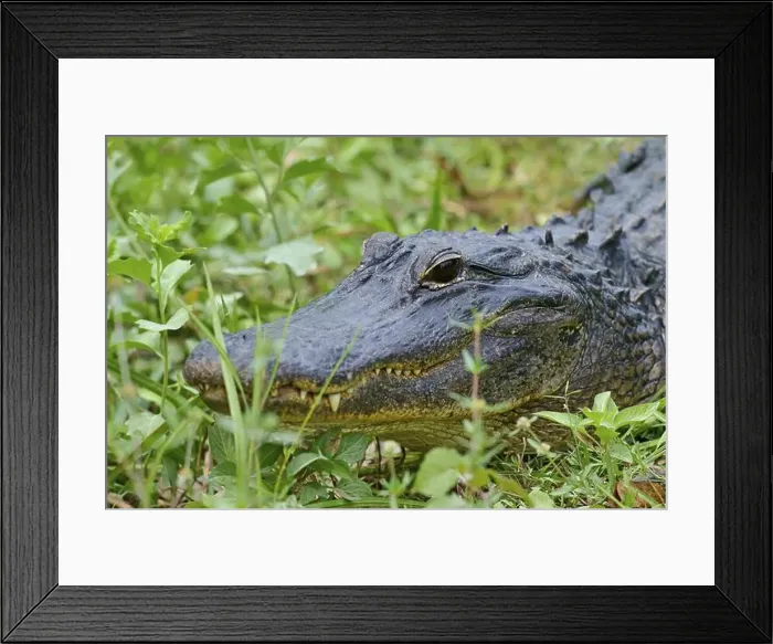 Framed Print : American alligator (Alligator mississippiensis) Framed Print : American alligator (Alligator mississippiensis)