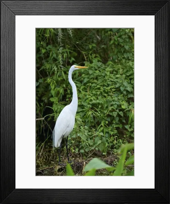 Framed Print : Great Egret (Ardea alba), in the swamp, spring, Everglades National Park, Florida, USA, North America Framed Print : Great Egret (Ardea alba), in the swamp, spring, Everglades National Park, Florida, USA, North America