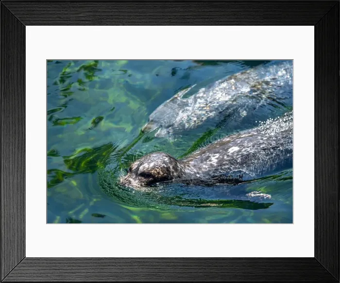 Framed Print : Point Defiance Zoo & Aquarium, Tacoma, Washington, USA. Harbor seals swimming Framed Print : Point Defiance Zoo & Aquarium, Tacoma, Washington, USA. Harbor seals swimming