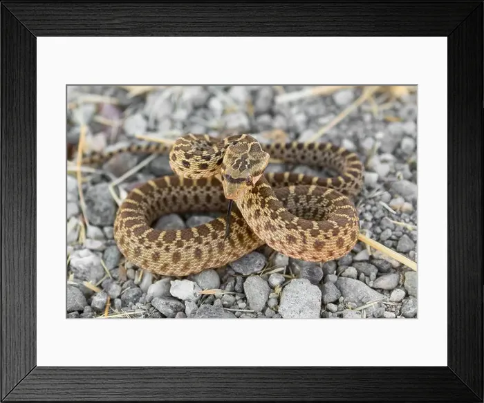 Framed Print : Pacific Gopher Snake juvenile in defensive posture