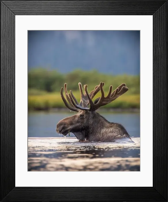 Framed Print : Bull Shiras Moose - alces alces - foraging in high mountain valley pond at dusk Colorado, USA Framed Print : Bull Shiras Moose - alces alces - foraging in high mountain valley pond at dusk Colorado, USA