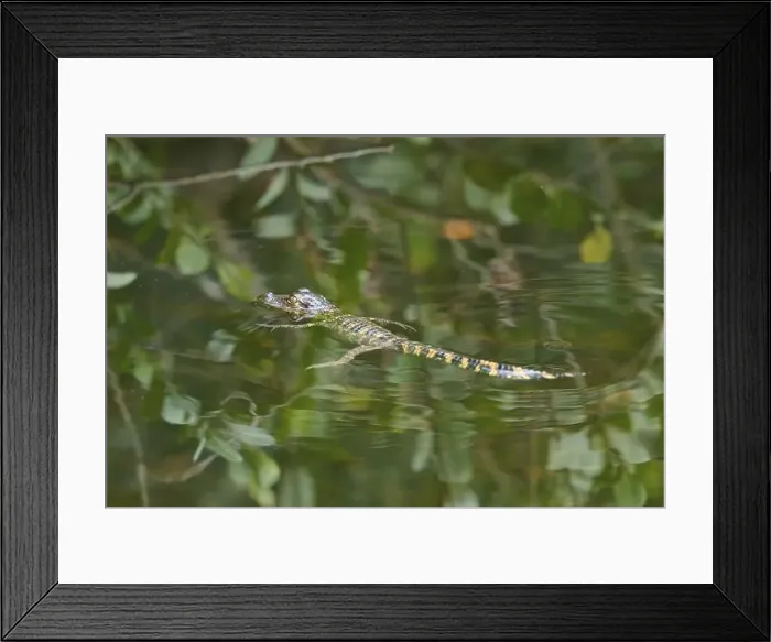 Framed Print : American baby alligator (Alligator mississippiensis) Framed Print : American baby alligator (Alligator mississippiensis)