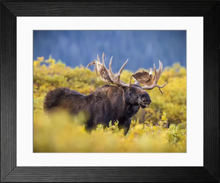 Framed Print : Bull Shiras Moose - alces alces - standing broadside in autumn changing willows in a high mountain valley Colorado, USA Framed Print : Bull Shiras Moose - alces alces - standing broadside in autumn changing willows in a high mountain valley Colorado, USA