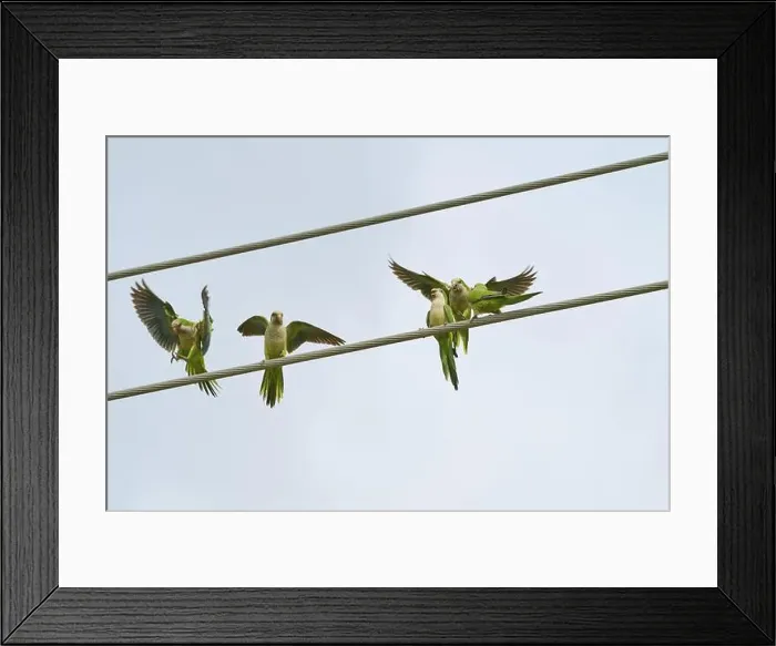 Framed Print : Monk parakeet (Myiopsitta monachus)