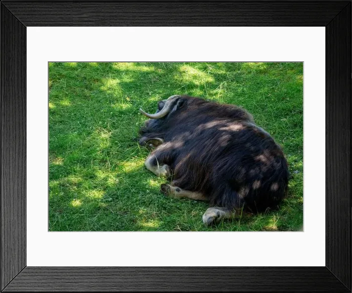 Framed Print : Point Defiance Zoo & Aquarium, Tacoma, Washington, USA. Juvenile Musk Ox reclining on the grass Framed Print : Point Defiance Zoo & Aquarium, Tacoma, Washington, USA. Juvenile Musk Ox reclining on the grass