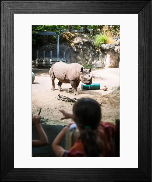 Framed Print : Rhinoceros, or a Rhino, at the Oregon Zoo at Portland Oregon, USA Framed Print : Rhinoceros, or a Rhino, at the Oregon Zoo at Portland Oregon, USA