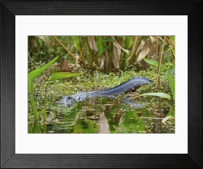 Framed Print : American alligator (Alligator mississippiensis) Framed Print : American alligator (Alligator mississippiensis)