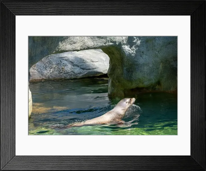 Framed Print : Point Defiance Zoo & Aquarium, Tacoma, Washington, USA. Sea Lion swimming