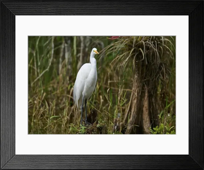 Framed Print : Great Egret (Ardea alba), in the swamp, spring, Everglades National Park, Florida, USA, North America Framed Print : Great Egret (Ardea alba), in the swamp, spring, Everglades National Park, Florida, USA, North America