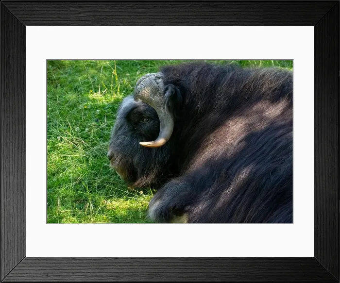 Framed Print : Point Defiance Zoo & Aquarium, Tacoma, Washington, USA. Juvenile Musk Ox reclining on the grass Framed Print : Point Defiance Zoo & Aquarium, Tacoma, Washington, USA. Juvenile Musk Ox reclining on the grass