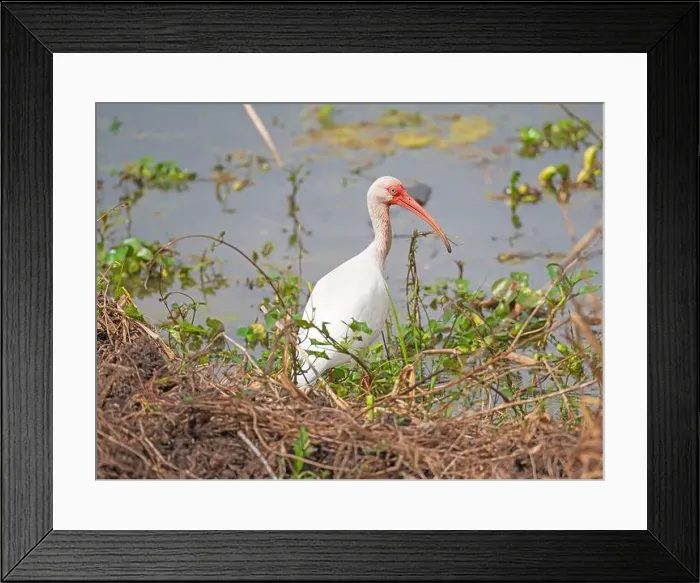 Framed Print : White Ibis on a Wetland Shore in Brazos Bend State Park in Texas Framed Print : White Ibis on a Wetland Shore in Brazos Bend State Park in Texas