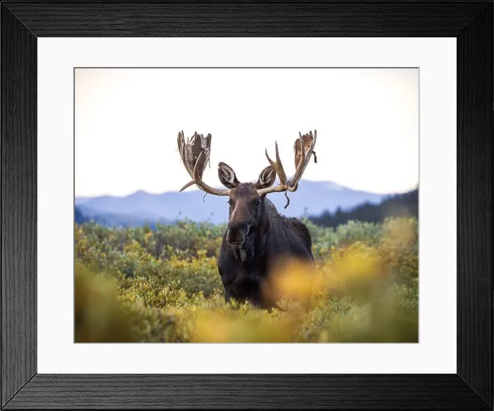 Framed Print : Bull Shiras Moose - alces alces - walking in autumn changing willows in a high mountain valley Colorado, USA Framed Print : Bull Shiras Moose - alces alces - walking in autumn changing willows in a high mountain valley Colorado, USA
