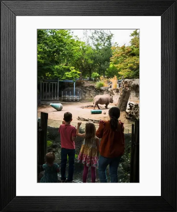 Framed Print : Rhinoceros, or a Rhino, at the Oregon Zoo at Portland Oregon, USA Framed Print : Rhinoceros, or a Rhino, at the Oregon Zoo at Portland Oregon, USA