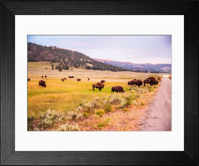 Framed Print : Bison herd grazing at sunset in the open grasslands of Lamar Valley Framed Print : Bison herd grazing at sunset in the open grasslands of Lamar Valley