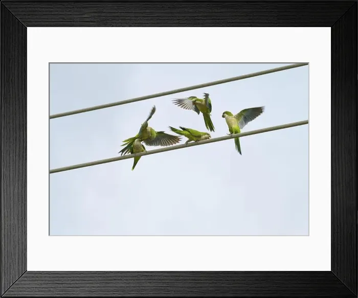 Framed Print : Monk parakeet (Myiopsitta monachus)