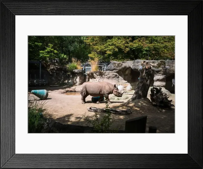 Framed Print : Rhinoceros, or a Rhino, at the Oregon Zoo at Portland Oregon, USA Framed Print : Rhinoceros, or a Rhino, at the Oregon Zoo at Portland Oregon, USA