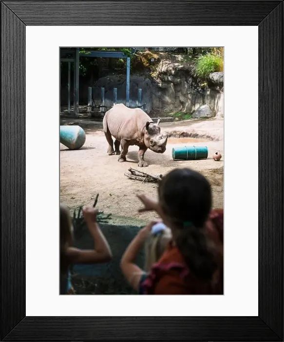 Framed Print : Rhinoceros, or a Rhino, at the Oregon Zoo at Portland Oregon, USA Framed Print : Rhinoceros, or a Rhino, at the Oregon Zoo at Portland Oregon, USA
