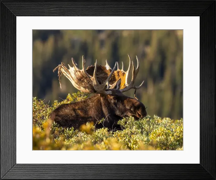 Framed Print : Bull Shiras Moose - alces alces - standing above willows with leaves changing to autumn colors Colorado, USA Framed Print : Bull Shiras Moose - alces alces - standing above willows with leaves changing to autumn colors Colorado, USA