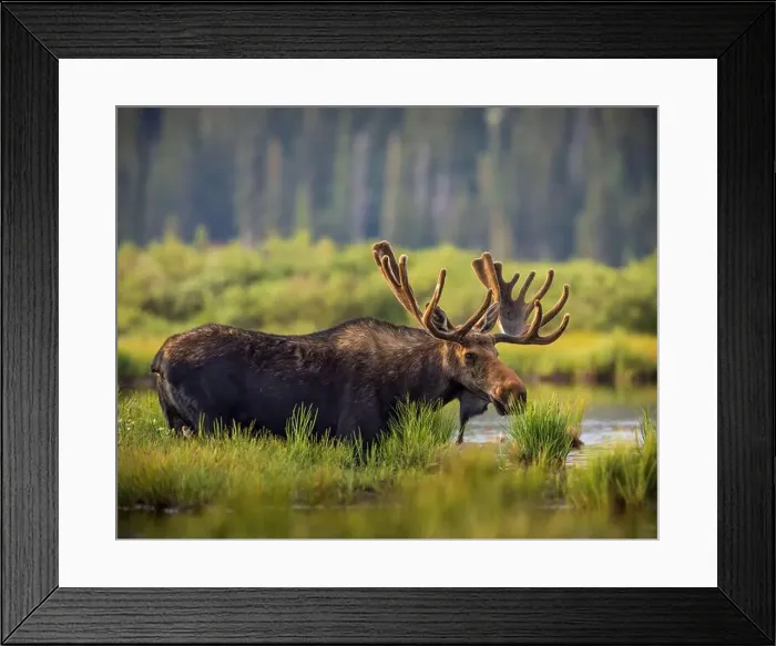 Framed Print : Bull Shiras Moose - alces alces - standing at water's edge of a high mountain valley pond Colorado, USA Framed Print : Bull Shiras Moose - alces alces - standing at water's edge of a high mountain valley pond Colorado, USA