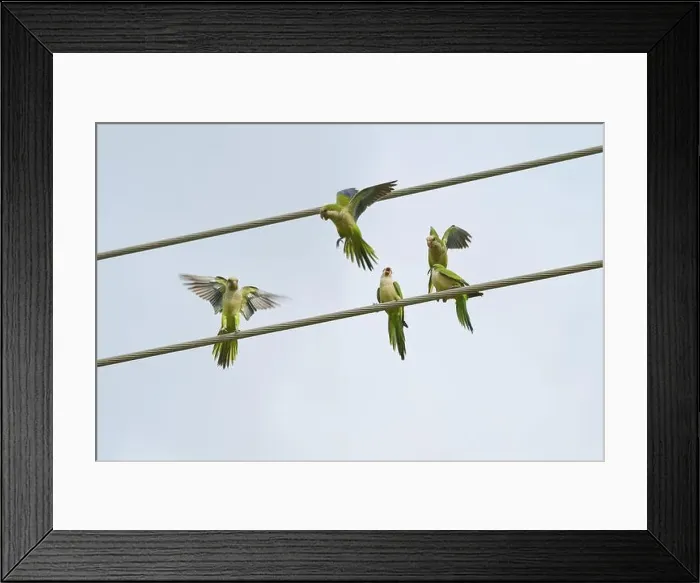 Framed Print : Monk parakeet (Myiopsitta monachus) Framed Print : Monk parakeet (Myiopsitta monachus)