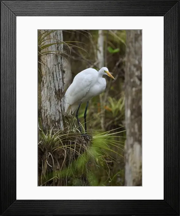 Framed Print : Great Egret (Ardea alba), in the swamp, spring, Everglades National Park, Florida, USA, North America Framed Print : Great Egret (Ardea alba), in the swamp, spring, Everglades National Park, Florida, USA, North America