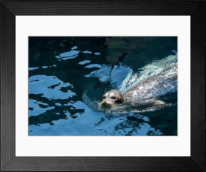 Framed Print : Point Defiance Zoo & Aquarium, Tacoma, Washington, USA. Harbor seal swimming Framed Print : Point Defiance Zoo & Aquarium, Tacoma, Washington, USA. Harbor seal swimming