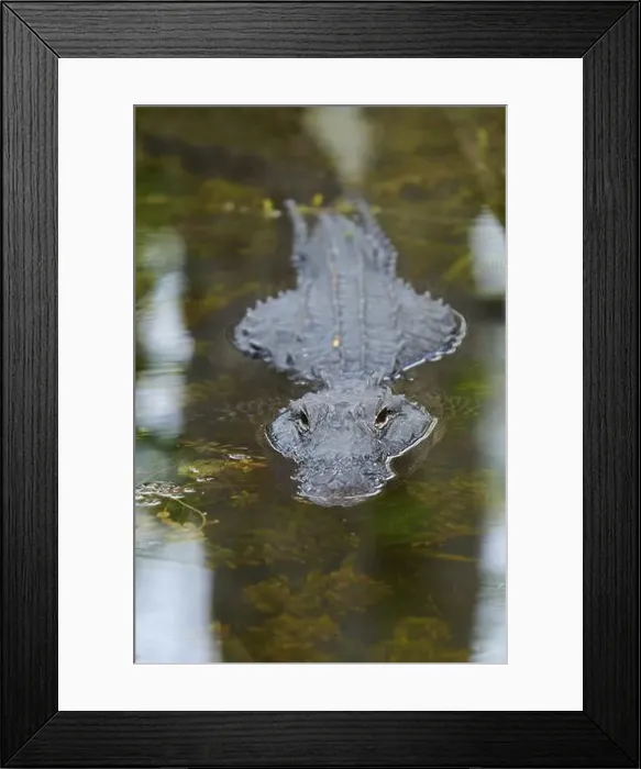 Framed Print : American alligator (Alligator mississippiensis) Framed Print : American alligator (Alligator mississippiensis)