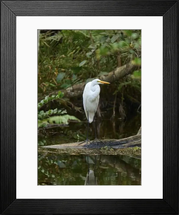 Framed Print : Great Egret (Ardea alba), in the swamp by the water, spring, Everglades National Park, Florida, USA, North America Framed Print : Great Egret (Ardea alba), in the swamp by the water, spring, Everglades National Park, Florida, USA, North America