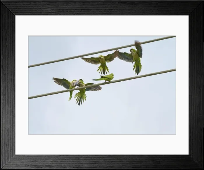 Framed Print : Monk parakeet (Myiopsitta monachus)