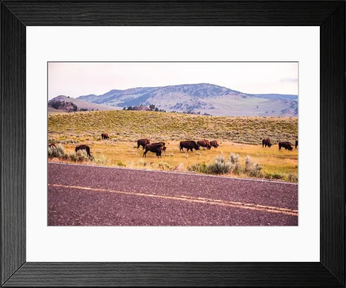 Framed Print : Herd of bison grazing near the road in Lamar Valley Framed Print : Herd of bison grazing near the road in Lamar Valley