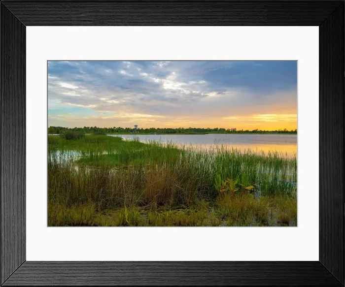 Framed Print : Tropical lake vegetation in southern swamp at sunset. Evening landscape of Florida wetland flora Framed Print : Tropical lake vegetation in southern swamp at sunset. Evening landscape of Florida wetland flora