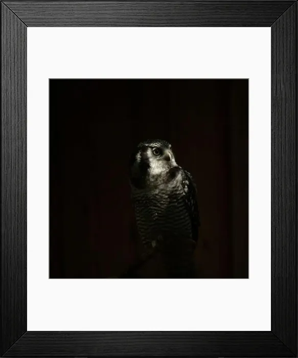Framed Print : Northern hawk-owl (Surnia ulula). Wild life animal Framed Print : Northern hawk-owl (Surnia ulula). Wild life animal