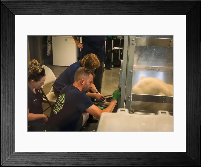 Framed Print : Veterinarians and zoo staff draw blood from fully grown polar bear at the Oregon Zoo at Portland Oregon, USA Framed Print : Veterinarians and zoo staff draw blood from fully grown polar bear at the Oregon Zoo at Portland Oregon, USA